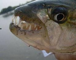 热点爆料鱼儿的视频,热点爆料视频带你探秘水下世界 第2张 热点爆料鱼儿的视频,热点爆料视频带你探秘水下世界 第2张